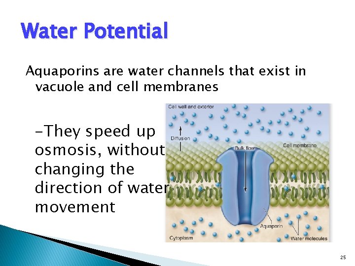 Water Potential Aquaporins are water channels that exist in vacuole and cell membranes -They