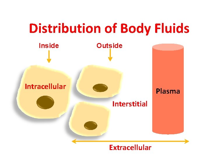 Distribution of Body Fluids Inside Outside Intracellular Plasma Interstitial Extracellular 