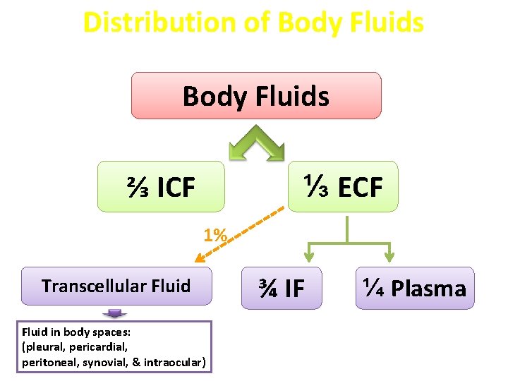 Distribution of Body Fluids ⅔ ICF ⅓ ECF 1% Transcellular Fluid in body spaces: