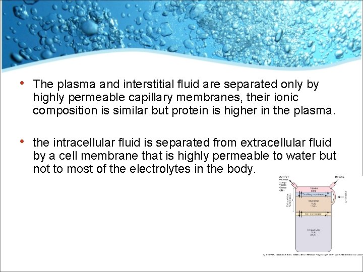  • The plasma and interstitial fluid are separated only by highly permeable capillary