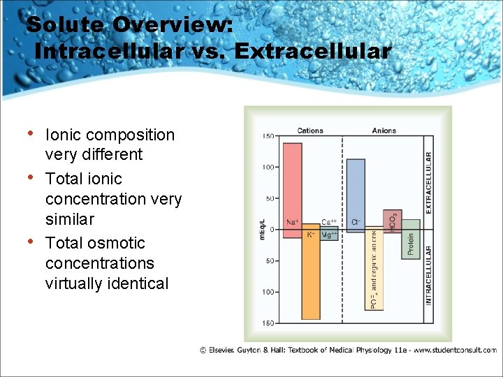 Solute Overview: Intracellular vs. Extracellular • • • Ionic composition very different Total ionic