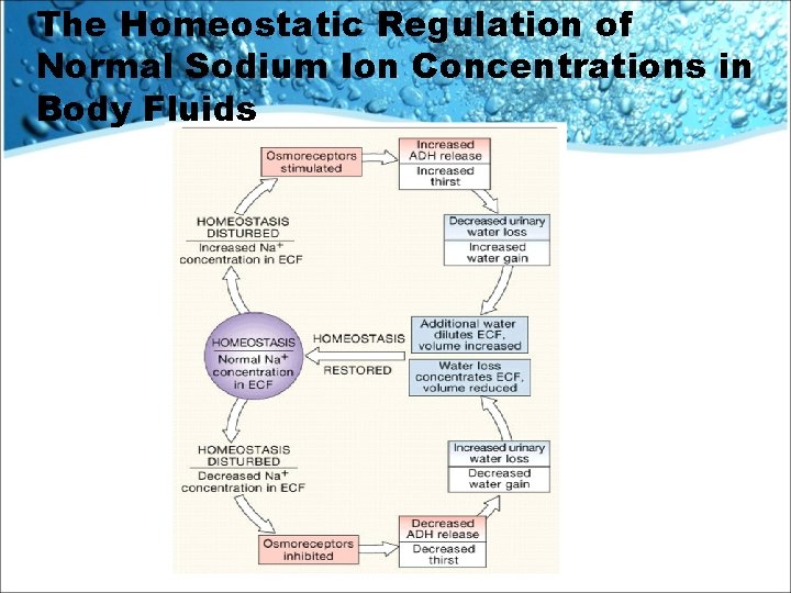 The Homeostatic Regulation of Normal Sodium Ion Concentrations in Body Fluids 