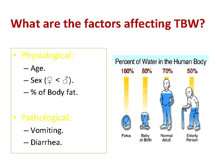 What are the factors affecting TBW? • Physiological: – Age. – Sex (♀ <