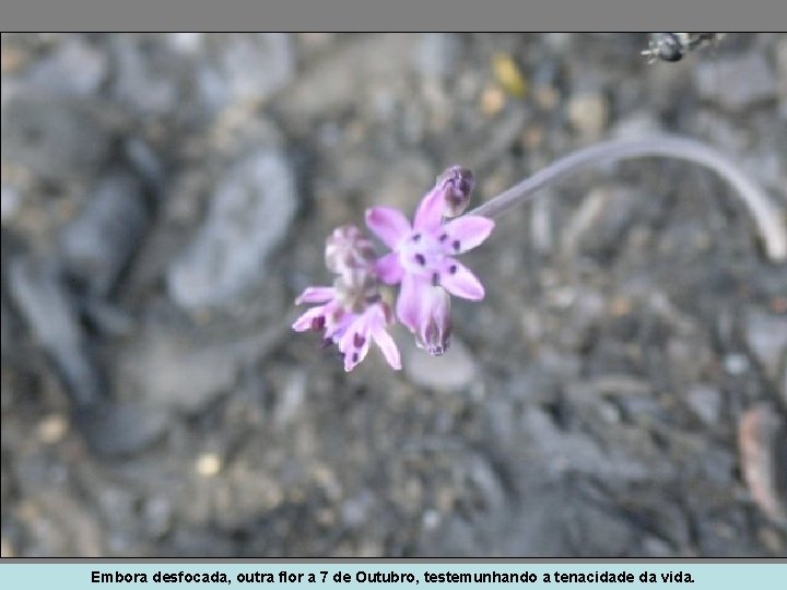 Embora desfocada, outra flor a 7 de Outubro, testemunhando a tenacidade da vida. 