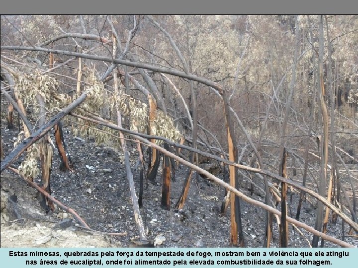 Estas mimosas, quebradas pela força da tempestade de fogo, mostram bem a violência que