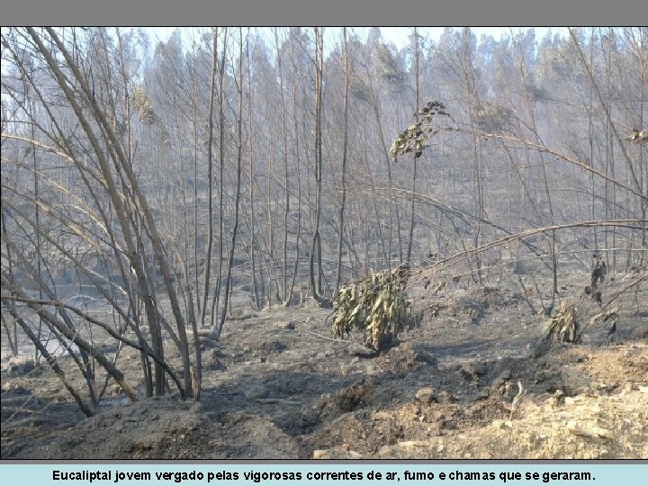 Eucaliptal jovem vergado pelas vigorosas correntes de ar, fumo e chamas que se geraram.