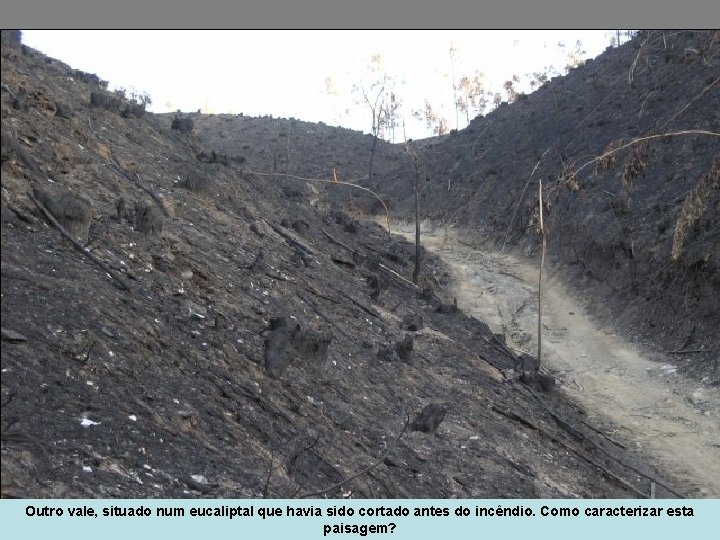 Outro vale, situado num eucaliptal que havia sido cortado antes do incêndio. Como caracterizar