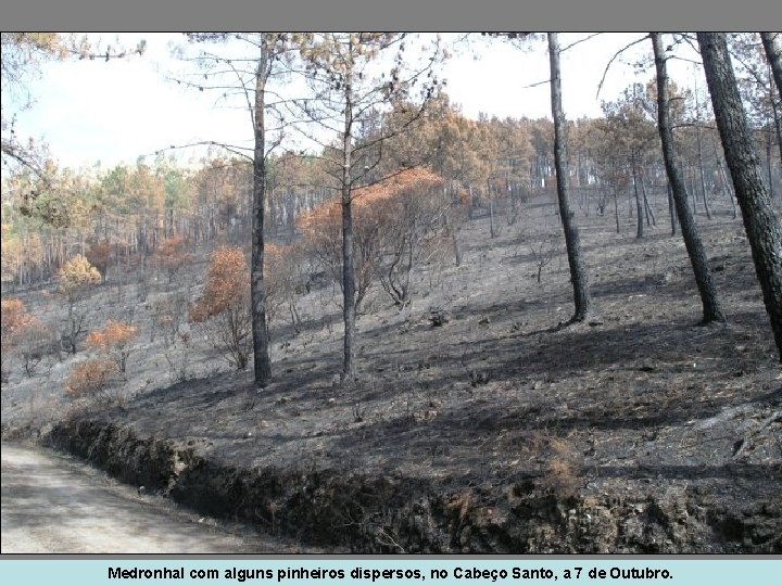 Medronhal com alguns pinheiros dispersos, no Cabeço Santo, a 7 de Outubro. 
