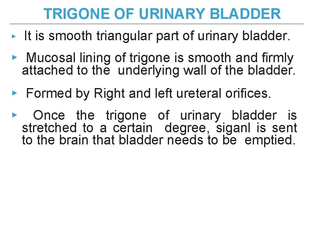 TRIGONE OF URINARY BLADDER ▸ It is smooth triangular part of urinary bladder. ▸ TRIGONE OF URINARY BLADDER ▸ It is smooth triangular part of urinary bladder. ▸