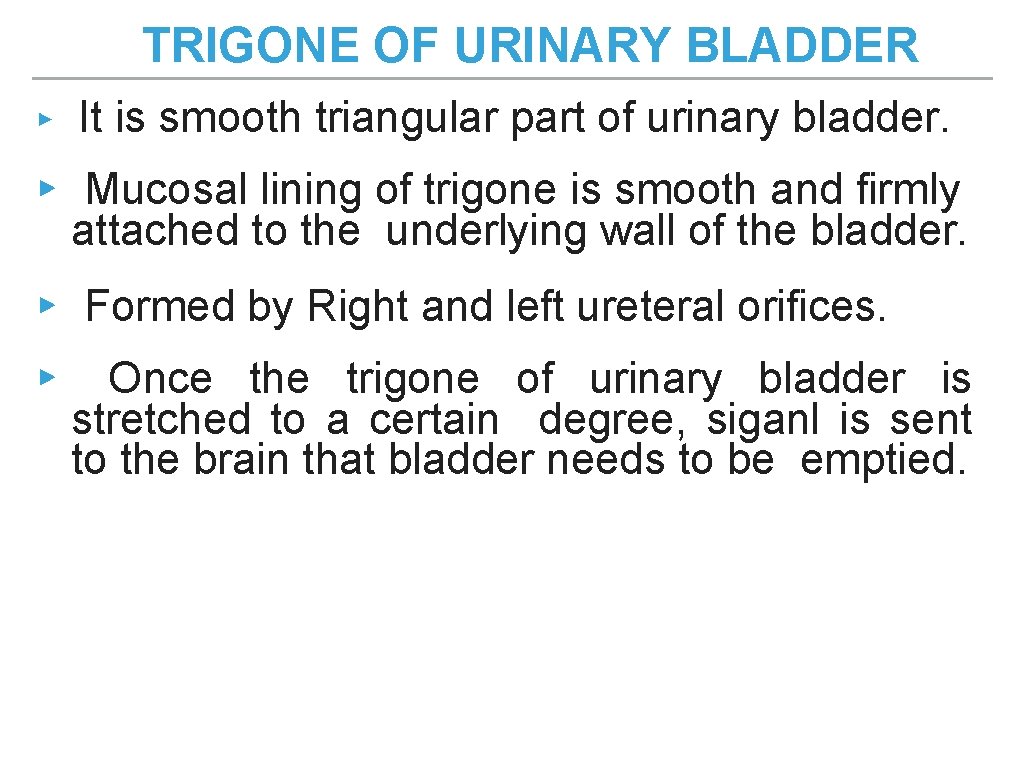 TRIGONE OF URINARY BLADDER ▸ It is smooth triangular part of urinary bladder. ▸