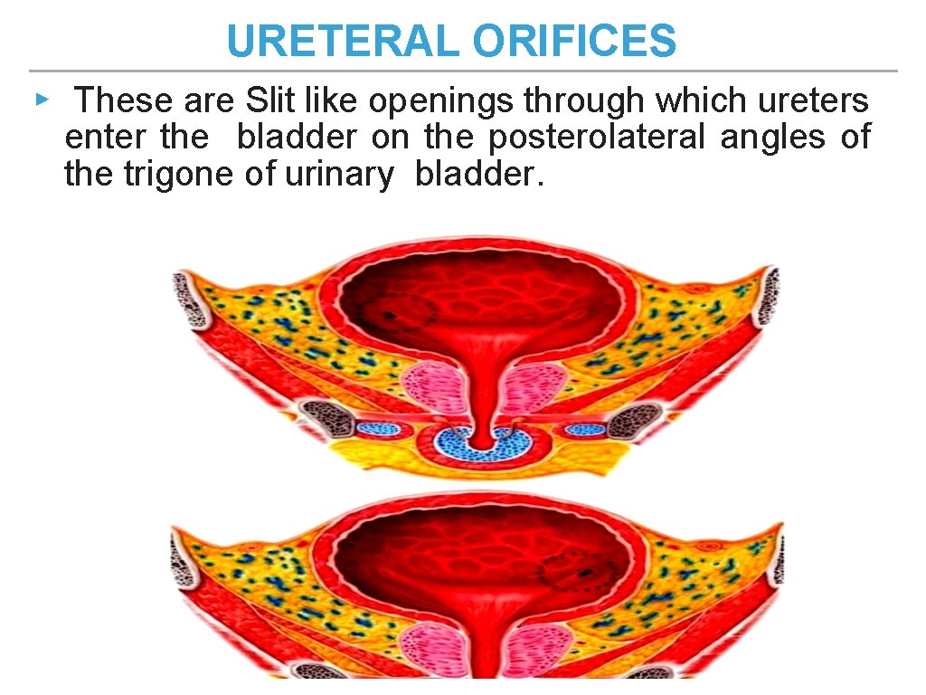 URETERAL ORIFICES ▸ These are Slit like openings through which ureters enter the bladder URETERAL ORIFICES ▸ These are Slit like openings through which ureters enter the bladder
