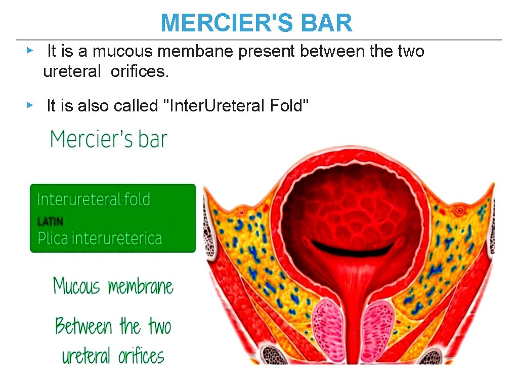MERCIER'S BAR ▸ It is a mucous membane present between the two ureteral orifices. MERCIER'S BAR ▸ It is a mucous membane present between the two ureteral orifices.