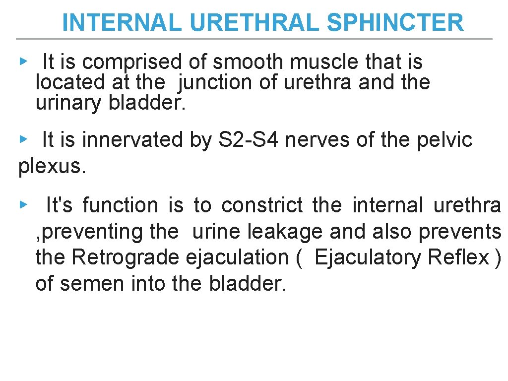 INTERNAL URETHRAL SPHINCTER ▸ It is comprised of smooth muscle that is located at