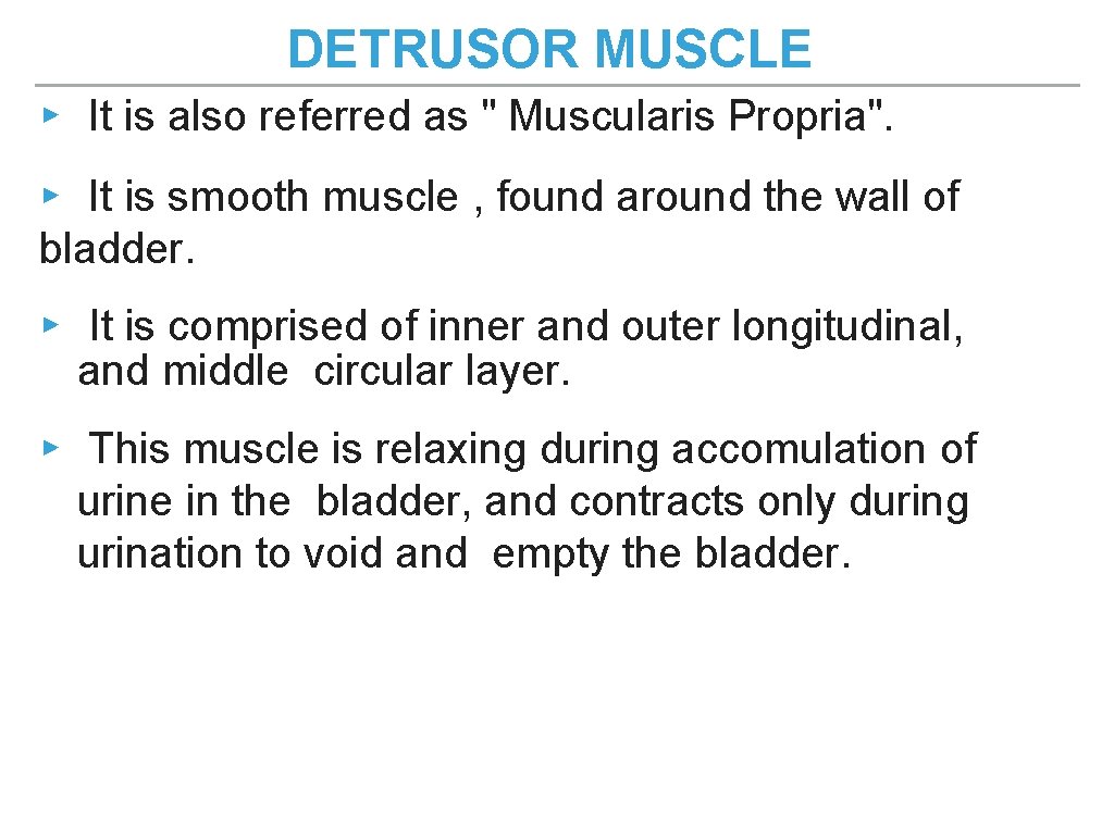 DETRUSOR MUSCLE ▸ It is also referred as " Muscularis Propria". ▸ It is