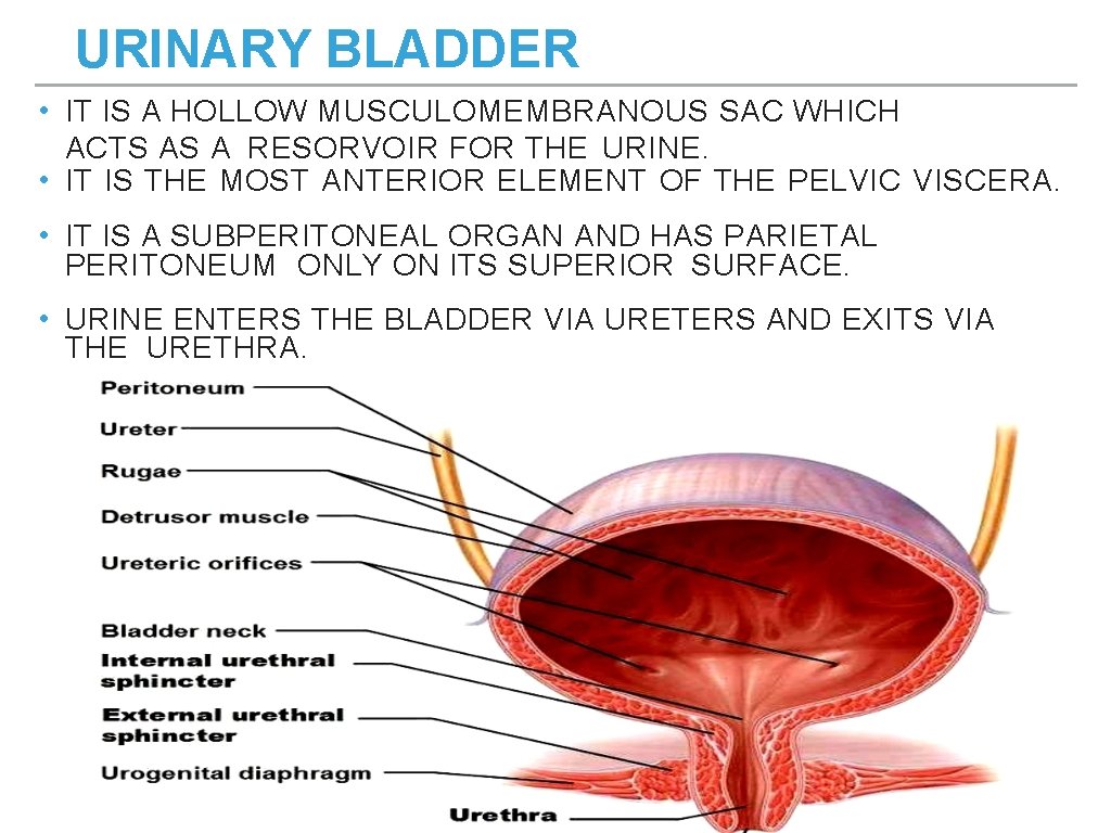 URINARY BLADDER • IT IS A HOLLOW MUSCULOMEMBRANOUS SAC WHICH ACTS AS A RESORVOIR URINARY BLADDER • IT IS A HOLLOW MUSCULOMEMBRANOUS SAC WHICH ACTS AS A RESORVOIR