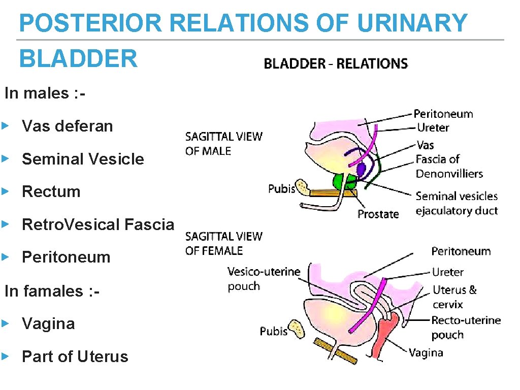 POSTERIOR RELATIONS OF URINARY BLADDER In males : ▸ Vas deferan ▸ Seminal Vesicle POSTERIOR RELATIONS OF URINARY BLADDER In males : ▸ Vas deferan ▸ Seminal Vesicle