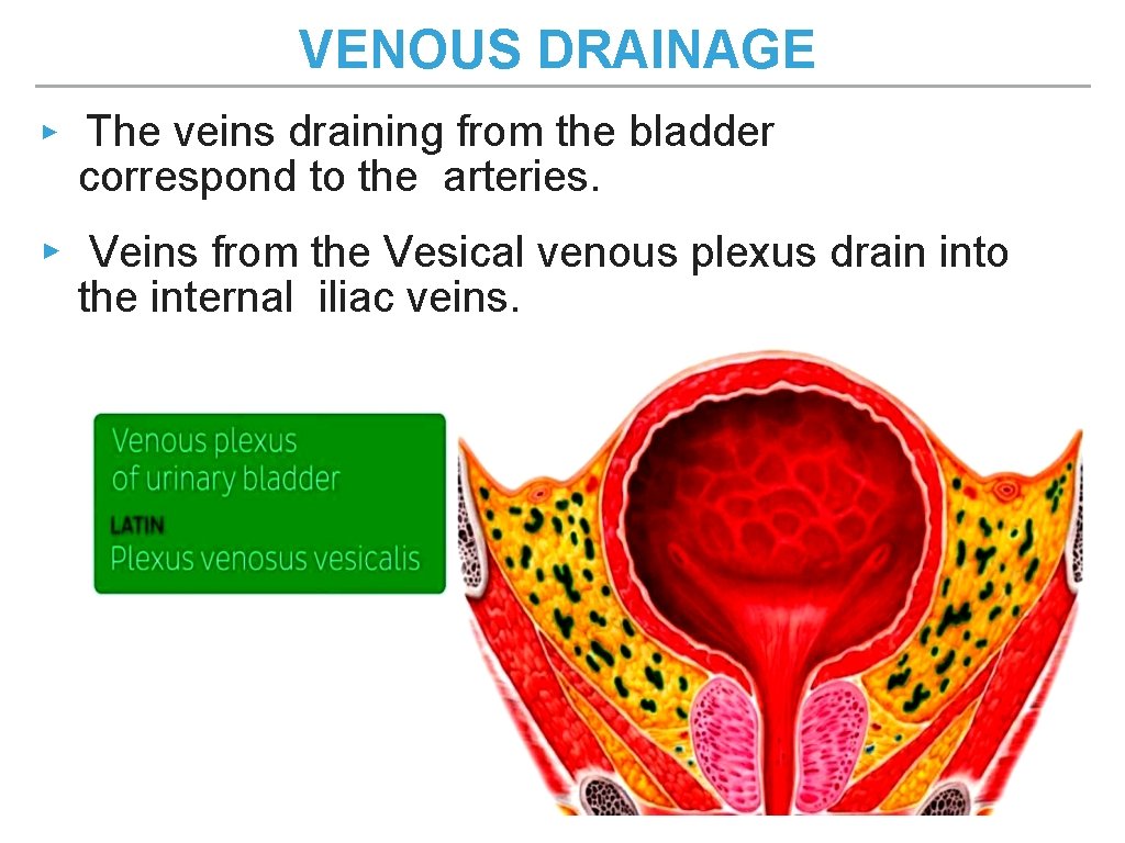 VENOUS DRAINAGE ▸ The veins draining from the bladder correspond to the arteries. ▸ VENOUS DRAINAGE ▸ The veins draining from the bladder correspond to the arteries. ▸