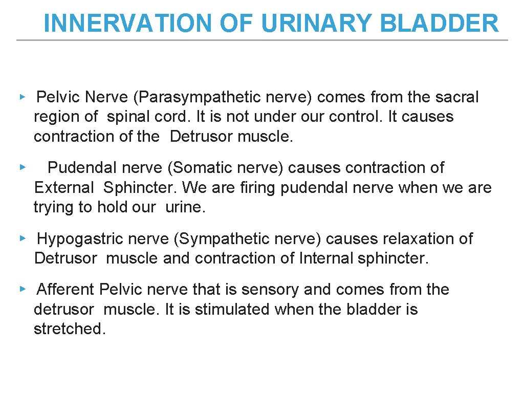 INNERVATION OF URINARY BLADDER ▸ Pelvic Nerve (Parasympathetic nerve) comes from the sacral region