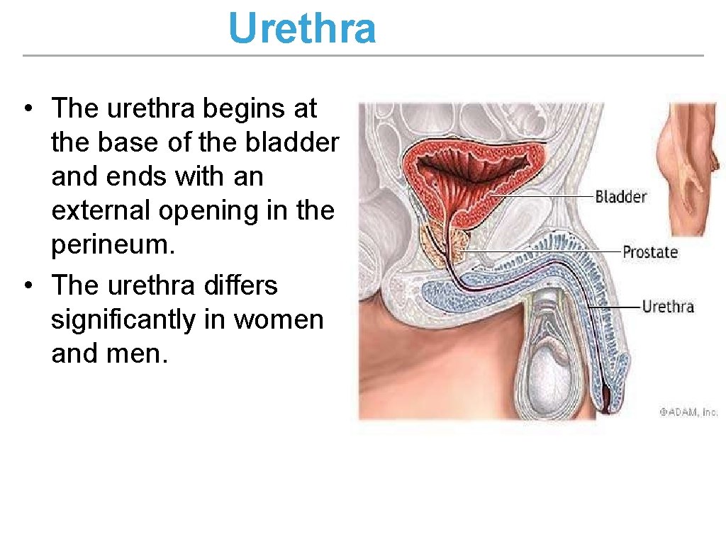 Urethra • The urethra begins at the base of the bladder and ends with