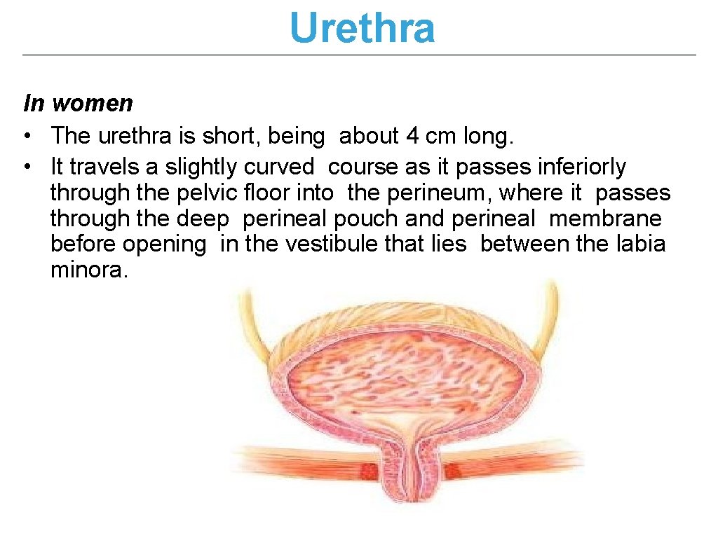 Urethra In women • The urethra is short, being about 4 cm long. •