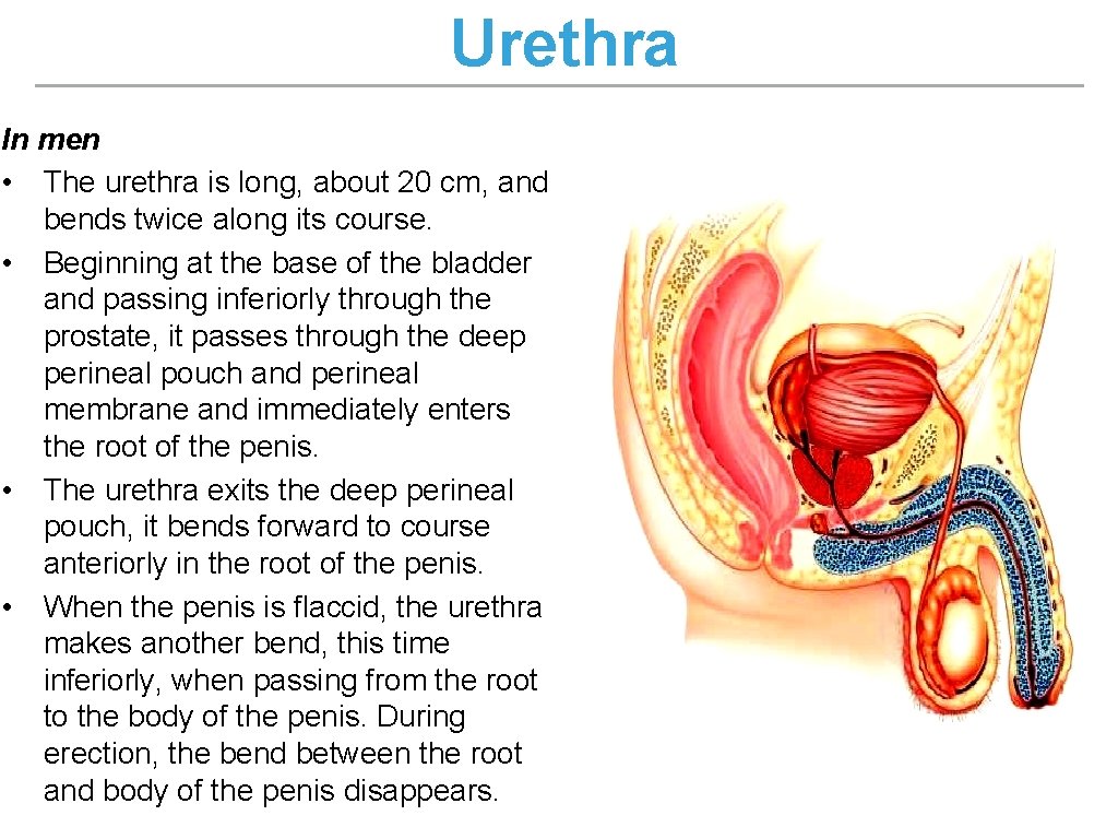 Urethra In men • The urethra is long, about 20 cm, and bends twice