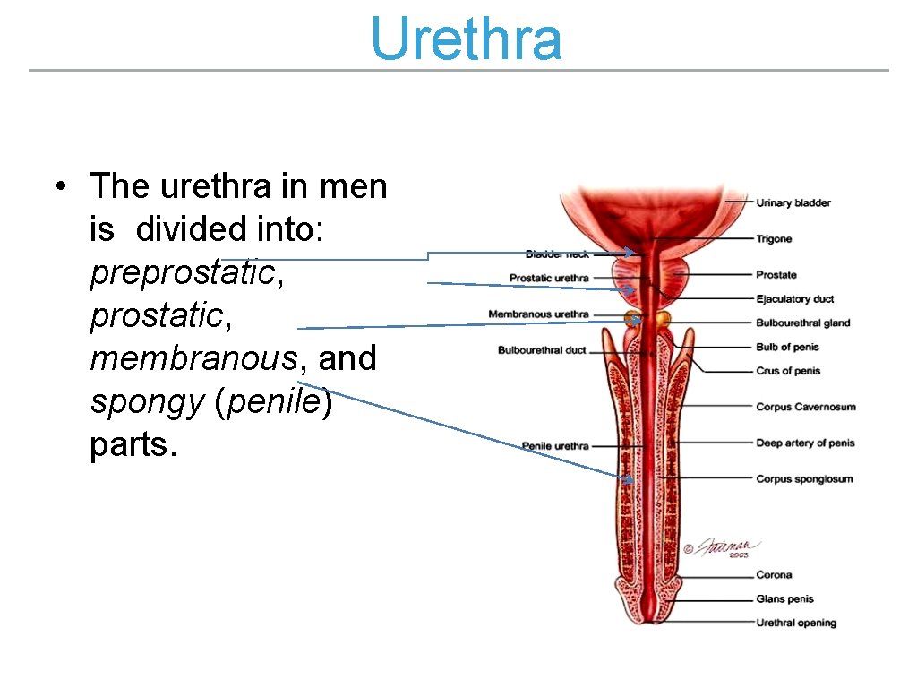 Urethra • The urethra in men is divided into: preprostatic, membranous, and spongy (penile)