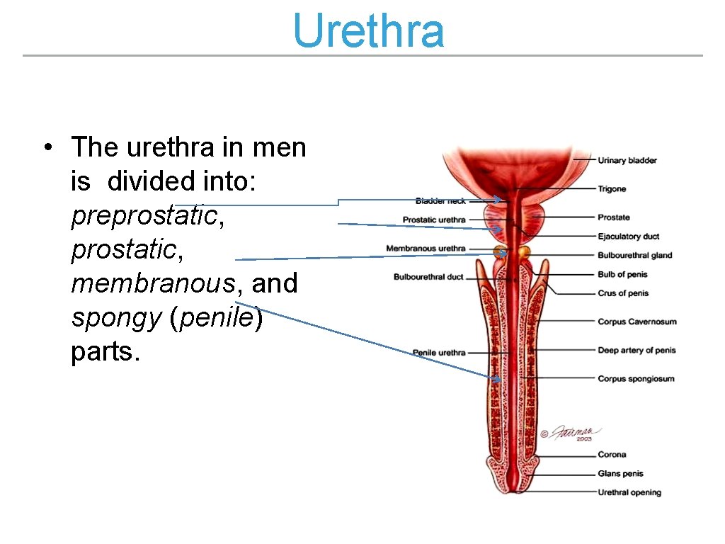 Urethra • The urethra in men is divided into: preprostatic, membranous, and spongy (penile) Urethra • The urethra in men is divided into: preprostatic, membranous, and spongy (penile)