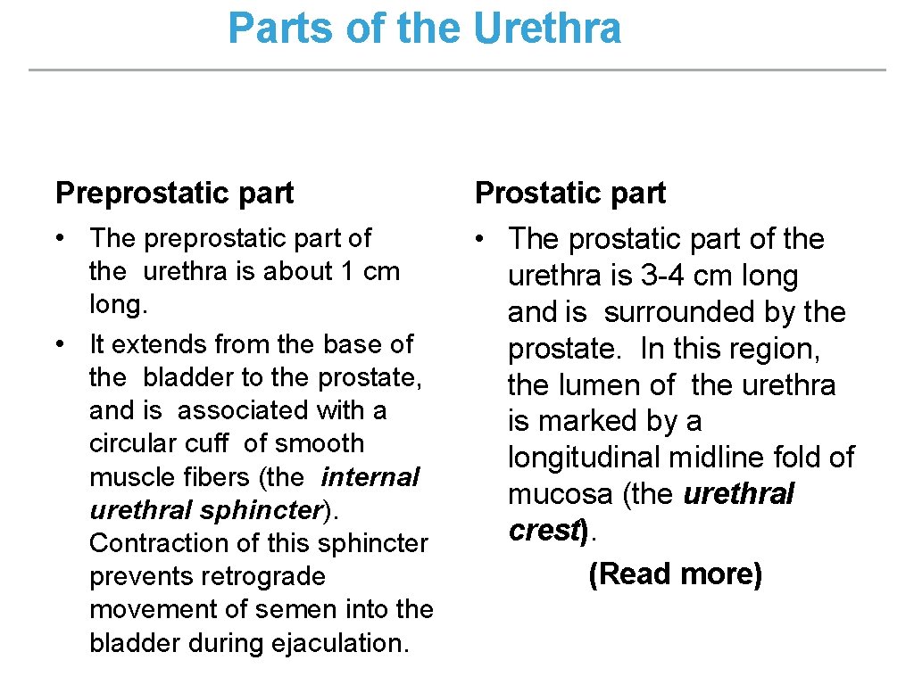 Parts of the Urethra Preprostatic part Prostatic part • The preprostatic part of the