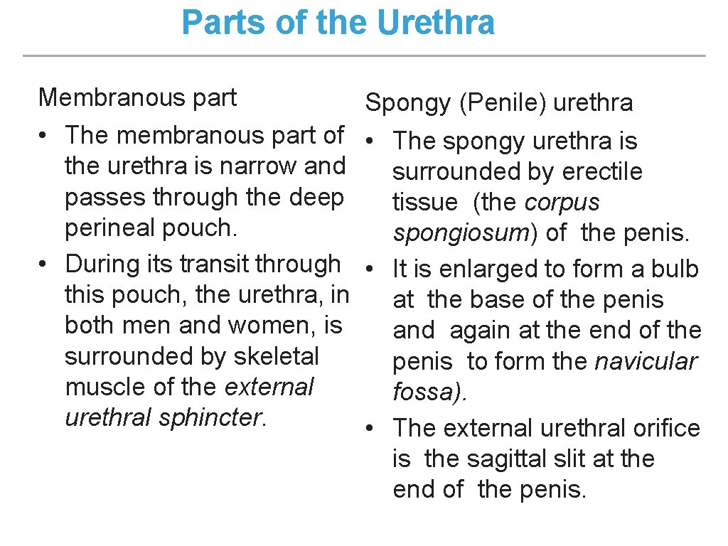 Parts of the Urethra Membranous part • The membranous part of the urethra is