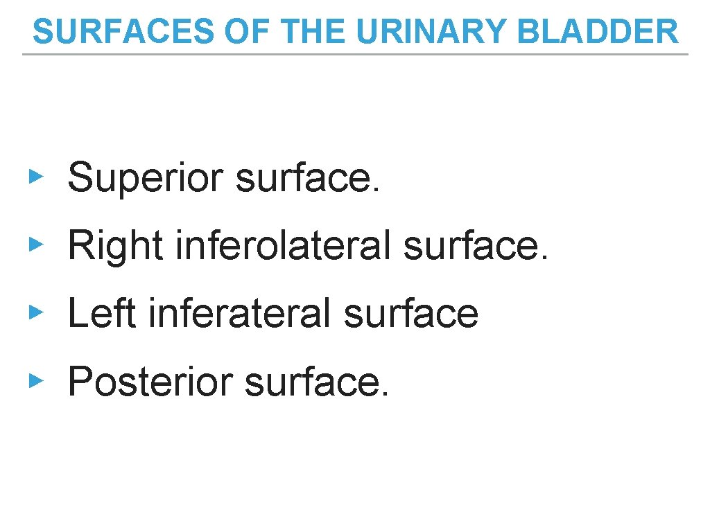 SURFACES OF THE URINARY BLADDER ▸ Superior surface. ▸ Right inferolateral surface. ▸ Left