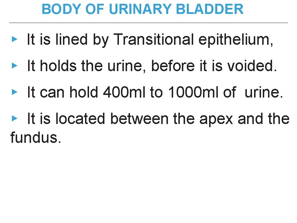 BODY OF URINARY BLADDER ▸ It is lined by Transitional epithelium, ▸ It holds BODY OF URINARY BLADDER ▸ It is lined by Transitional epithelium, ▸ It holds
