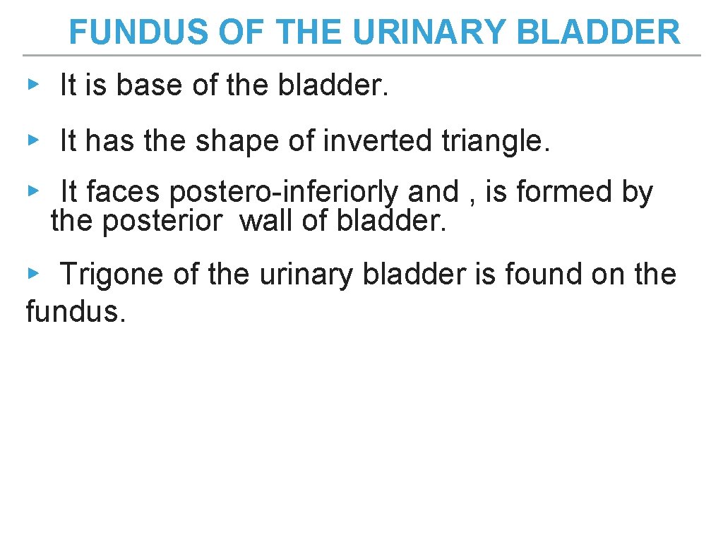 FUNDUS OF THE URINARY BLADDER ▸ It is base of the bladder. ▸ It FUNDUS OF THE URINARY BLADDER ▸ It is base of the bladder. ▸ It