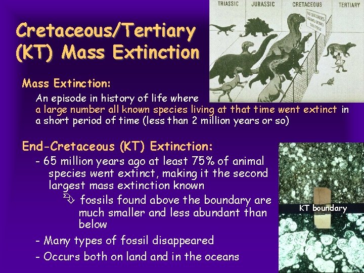 Cretaceous/Tertiary (KT) Mass Extinction: An episode in history of life where a large number