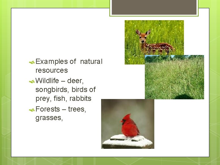  Examples of natural resources Wildlife – deer, songbirds, birds of prey, fish, rabbits