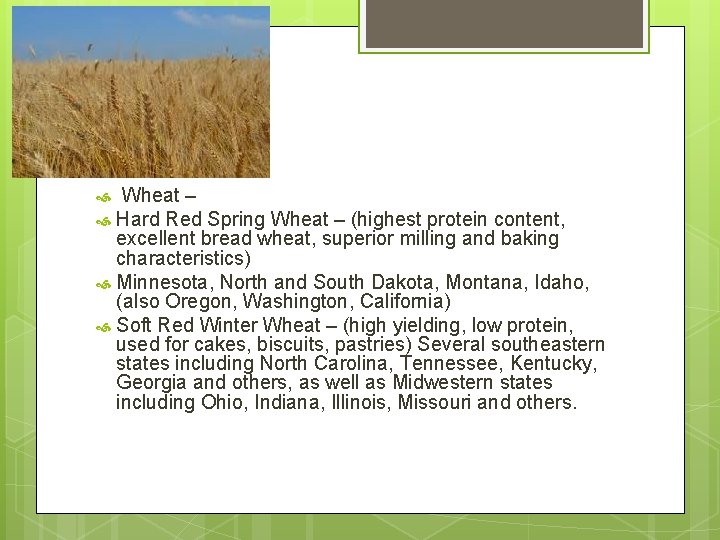 Wheat – Hard Red Spring Wheat – (highest protein content, excellent bread wheat, superior