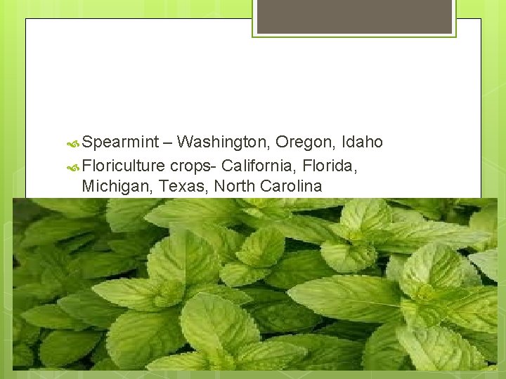  Spearmint – Washington, Oregon, Idaho Floriculture crops- California, Florida, Michigan, Texas, North Carolina