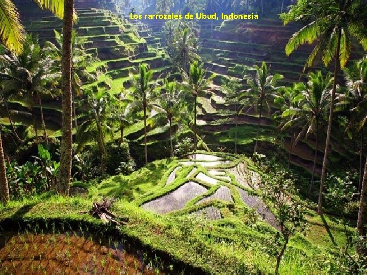 Los rarrozales de Ubud, Indonesia 