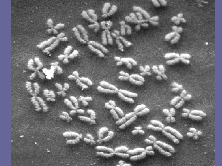 Chromosome Counting What are chromosomes Double rods of