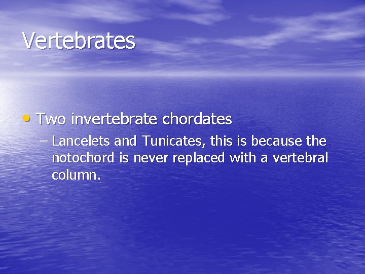 Vertebrates • Two invertebrate chordates – Lancelets and Tunicates, this is because the notochord