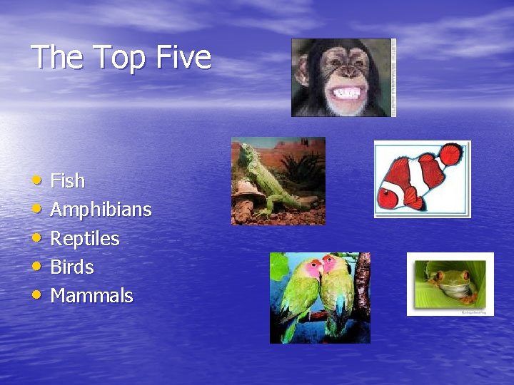 The Top Five • Fish • Amphibians • Reptiles • Birds • Mammals 
