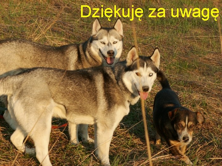 Dziękuję za uwagę 