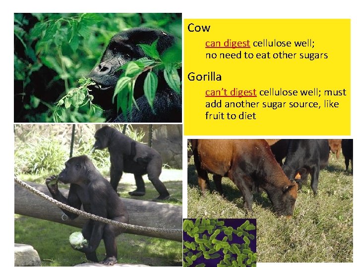 Cow can digest cellulose well; no need to eat other sugars Gorilla can’t digest