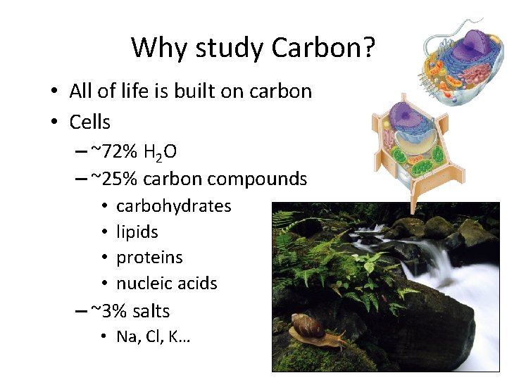 Why study Carbon? • All of life is built on carbon • Cells –