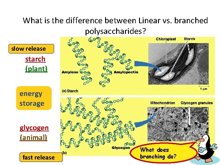 What is the difference between Linear vs. branched polysaccharides? slow release starch (plant) energy