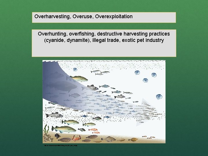 Overharvesting, Overuse, Overexploitation Overhunting, overfishing, destructive harvesting practices (cyanide, dynamite), illegal trade, exotic pet