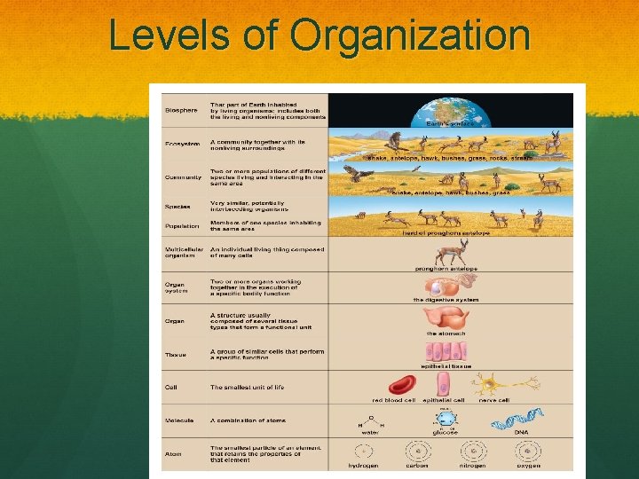 Levels of Organization 