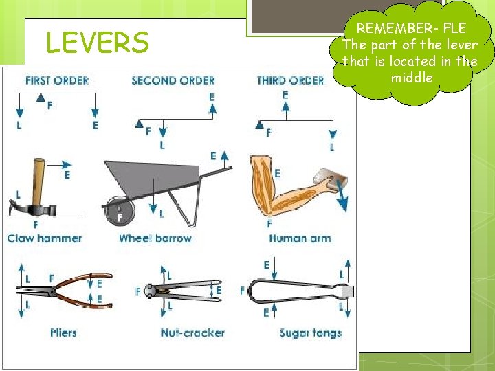 LEVERS REMEMBER- FLE The part of the lever that is located in the middle