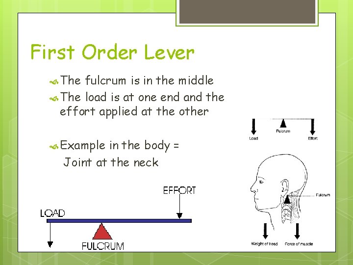 First Order Lever The fulcrum is in the middle The load is at one