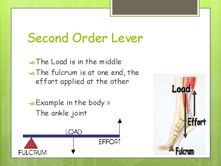 Second Order Lever The Load is in the middle The fulcrum is at one