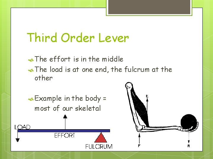 Third Order Lever The effort is in the middle The load is at one